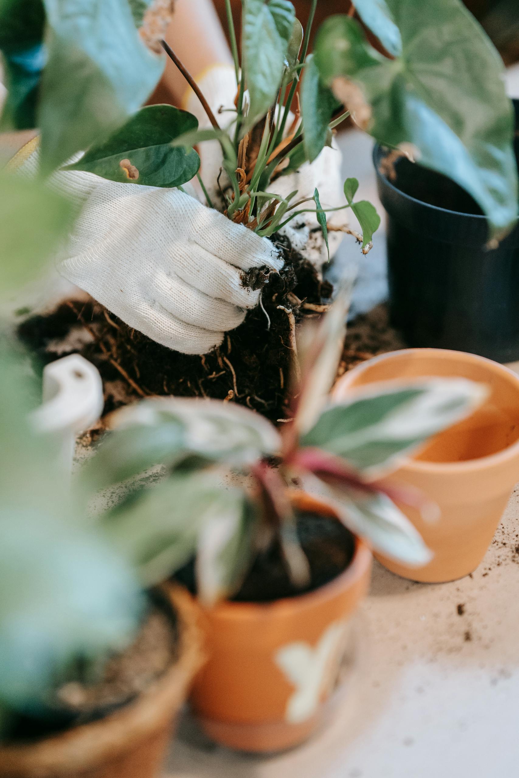 Gardener hands with gloves planting a green plant into pots with soil.