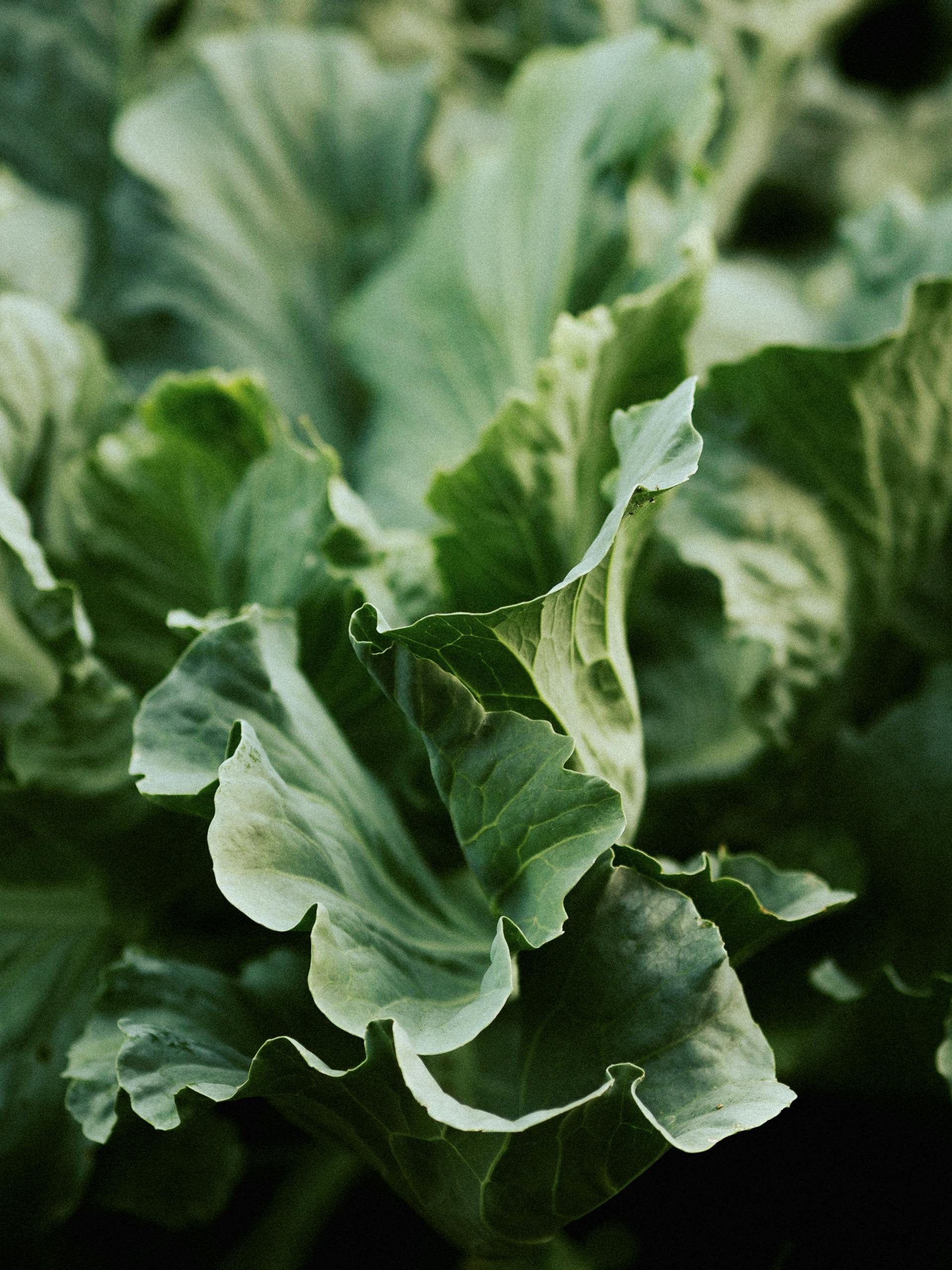 Foods That Help With PMS Symptoms: Close-up of fresh green cabbage leaves with natural organic texture in summer.