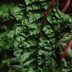 Close-up of vibrant fresh Swiss chard leaves with red stems, rich in nutrients.