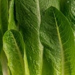 Detailed close-up of fresh green romaine lettuce leaves, showcasing texture and vibrant color.