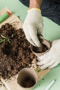 Close-up of hands planting seedlings in soil inside, showcasing the joy of gardening.