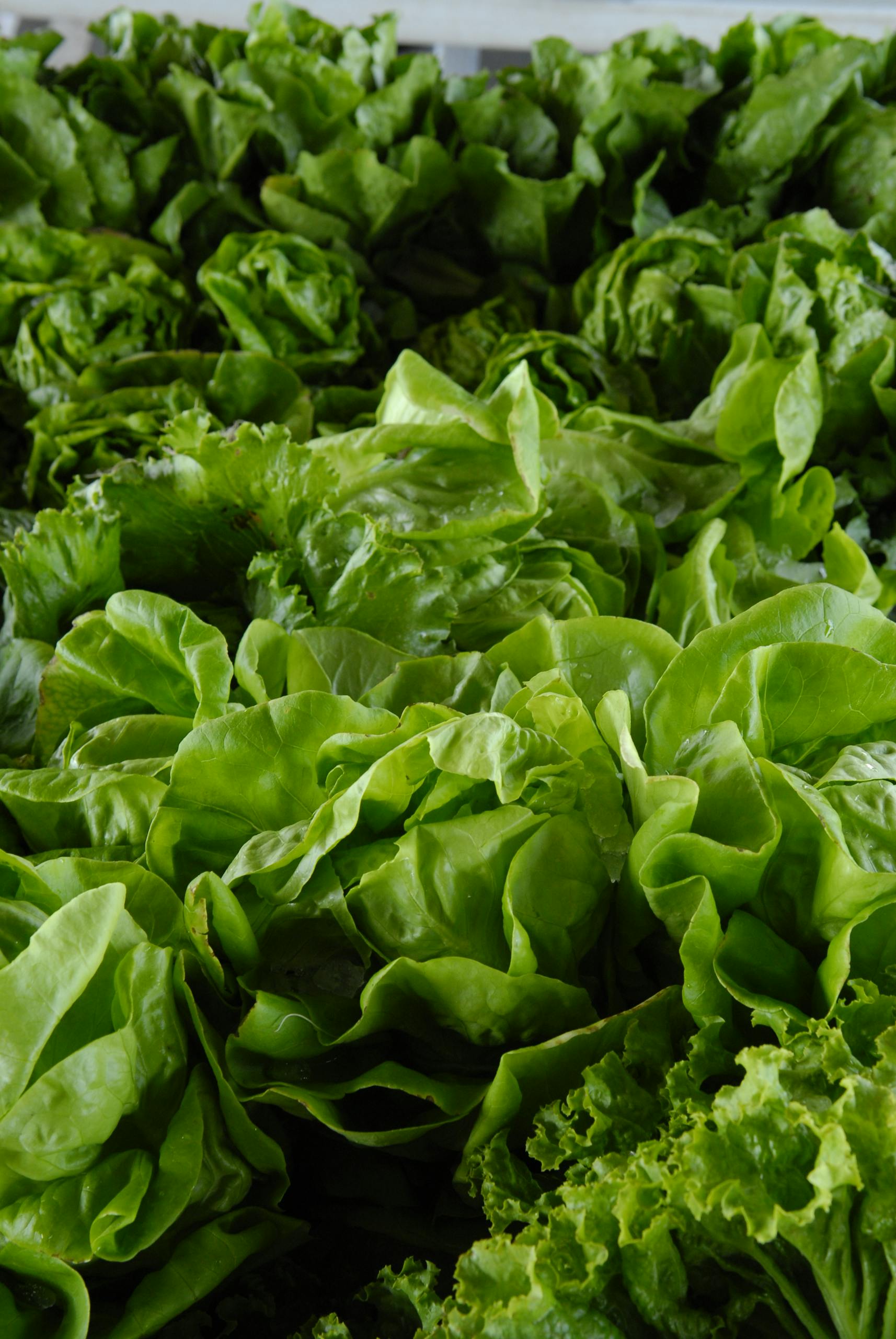 easy ways to add magnesium-rich foods to your diet: A vibrant collection of fresh green lettuce leaves showcasing organic and healthy produce.