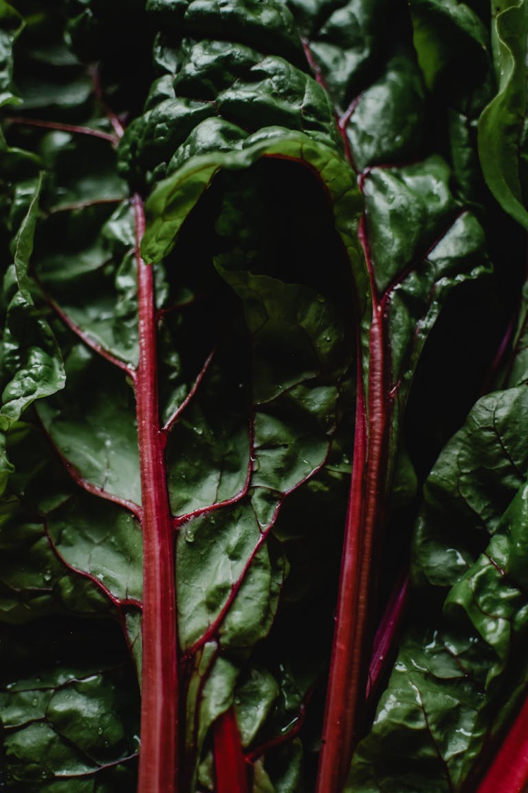 Swiss chard benefits: Close-up of fresh Swiss chard leaves highlighting their vibrant colors and textures.