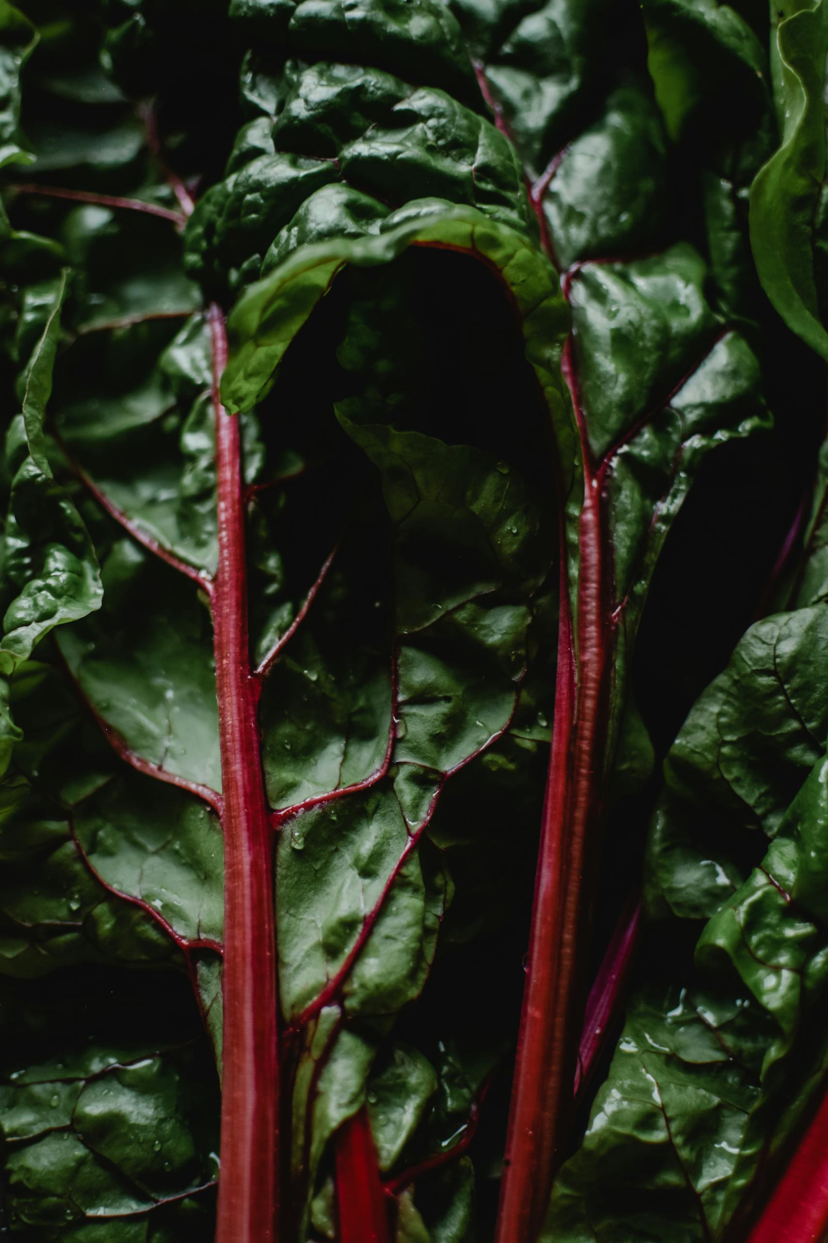 Swiss chard benefits: Close-up of fresh Swiss chard leaves highlighting their vibrant colors and textures.