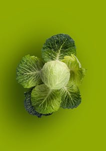 cabbage for gut health: Top view of a fresh green cabbage with dark leaves on a vibrant green background, emphasizing freshness.