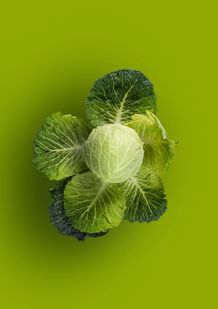 cabbage for gut health: Top view of a fresh green cabbage with dark leaves on a vibrant green background, emphasizing freshness.