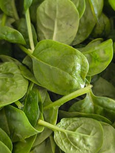 best foods to reduce brain fog: Vibrant green spinach leaves, symbolizing healthy eating and nutrition.