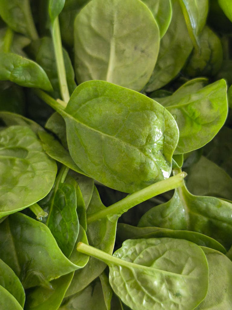 best foods to reduce brain fog: Vibrant green spinach leaves, symbolizing healthy eating and nutrition.