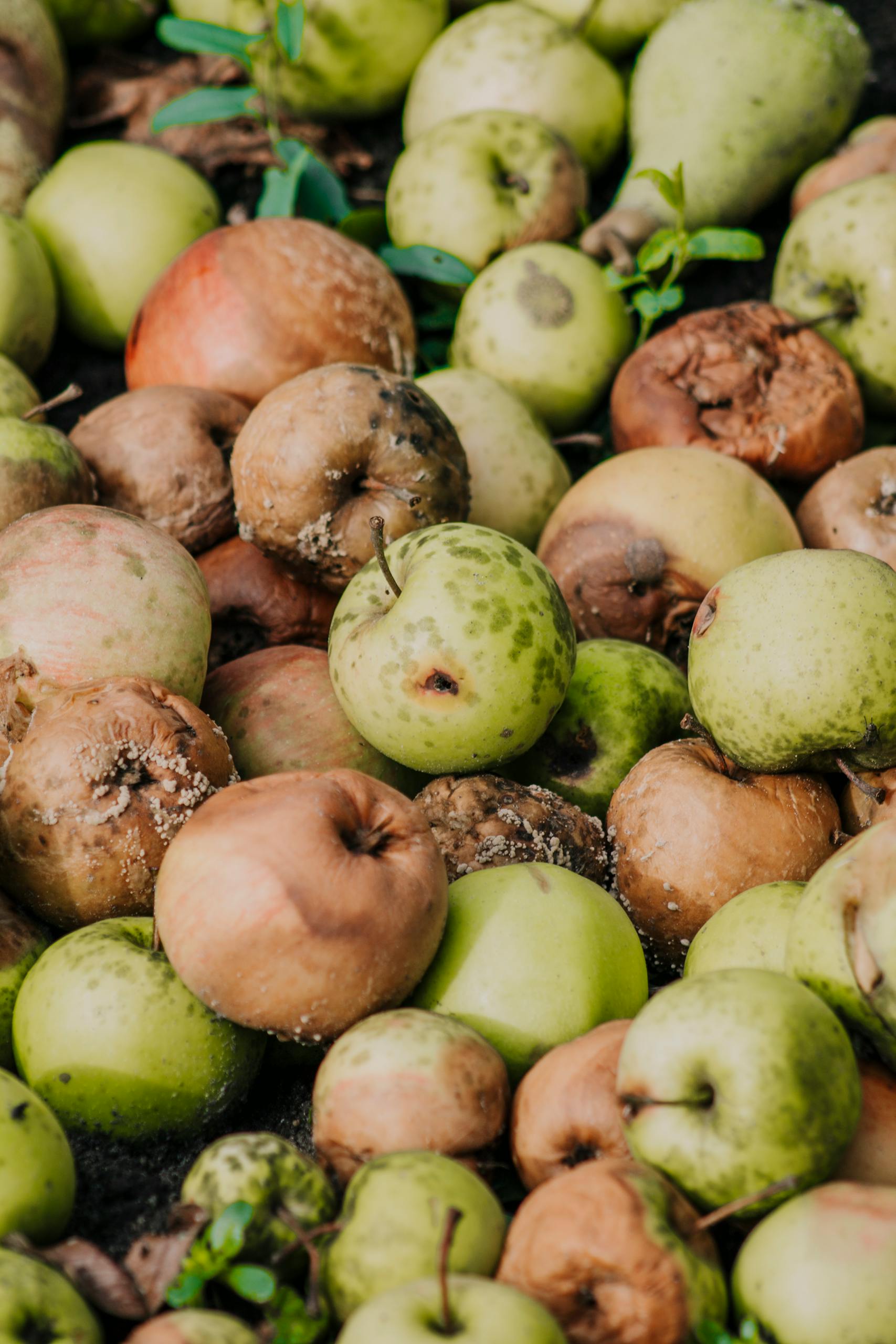 how to compost: A mix of ripe and decaying apples scattered outdoors, showcasing natural seasonal abundance.