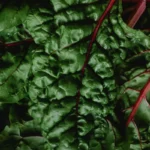 Close-up of vibrant fresh Swiss chard leaves with red stems, rich in nutrients.