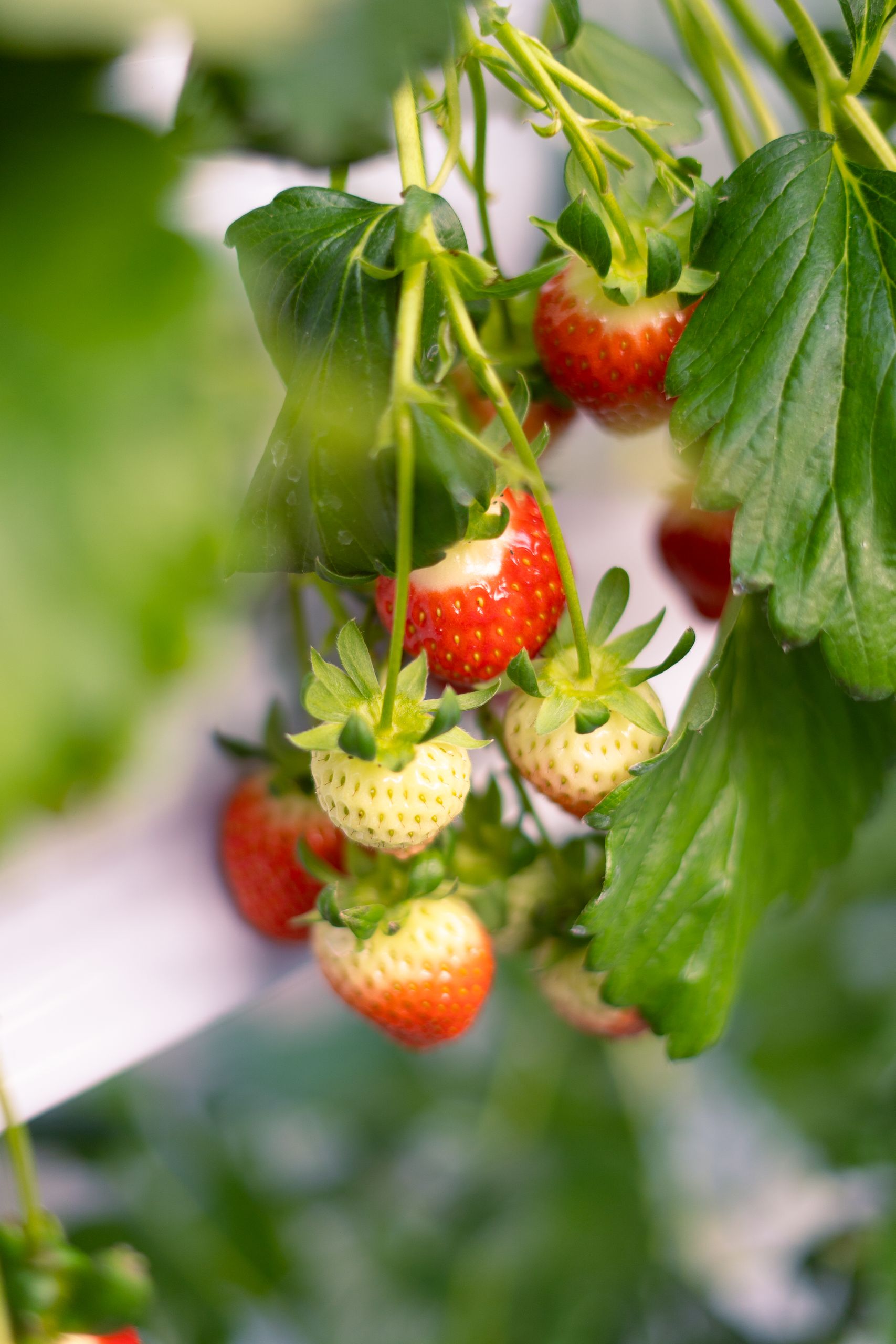 Strawberry Nutrition Facts and Benefits: Close-up of ripe and unripe strawberries growing on the vine, surrounded by green leaves.