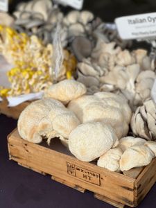 Lion’s mane mushroom benefits: A selection of gourmet mushrooms including Lion's Mane and Italian Oysters at a market stall.